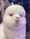 1782820369883.png